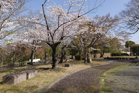 Museum Gardens