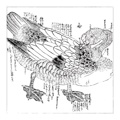 鳥類写生図巻　狩野派筆