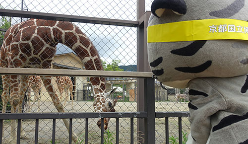 「京都市動物園」りんにお邪魔したリン♪