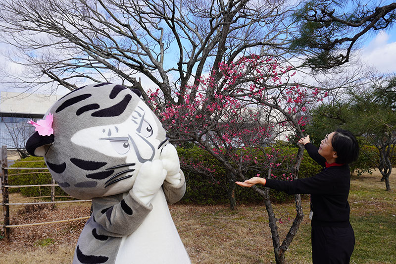 トラりんと山内研究員、紅梅を背景に会話