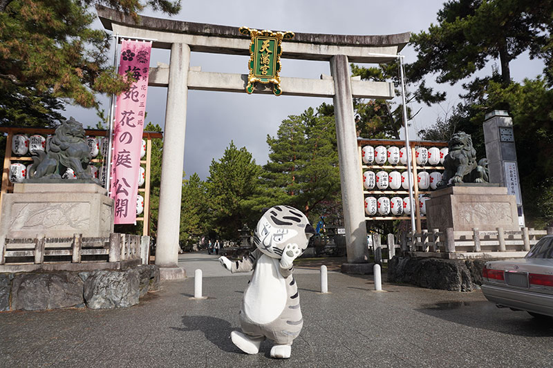 トラりん、北野天満宮一の鳥居の前に登場