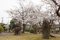 東の庭