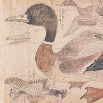 Sketches of Birds. By Kano School painters. Kyoto National Museum
